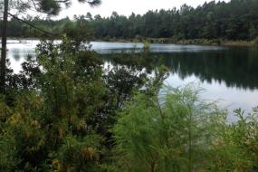 Forest surrounding the lake