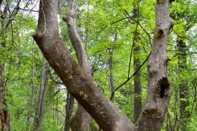 A giant old sycamore tree