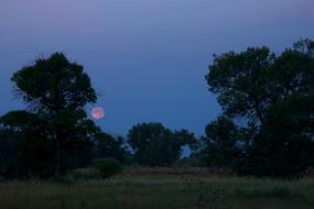 Strawberry moon rising above trees