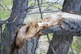 Beaver-chewed tree