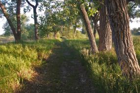 Tree-lined trail