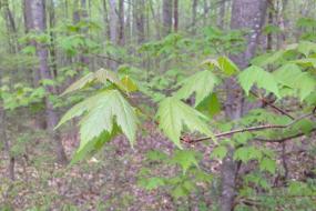 Maple trees
