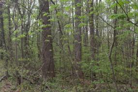 Dense forest