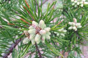 Pine needles