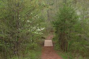 Dirt path through the woods