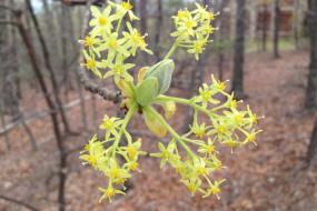 Yellow flowers on a tree