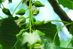Cottonwood seed pods
