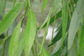 Weeping Willow leaves