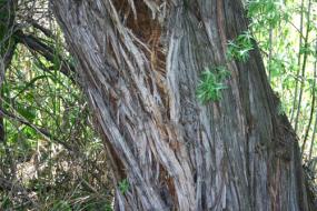 Cottonwood bark