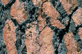 close up of ponderosa pine bark