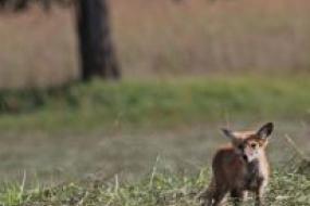 Red fox in field