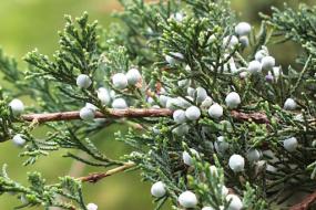 Red cedar branch