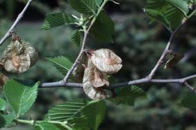 Elm seed pods