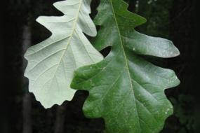 Bur oak leaves