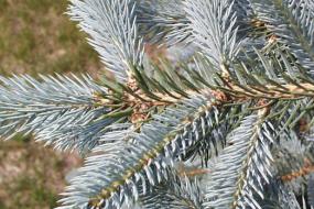 Spruce needles