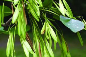 Seed pods on tree