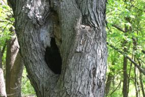 Hole in the trunk of a tree