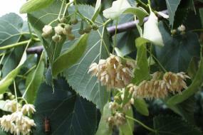 Flowers on a tree