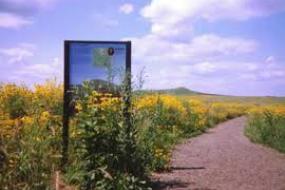 Sign beside trail in a field of yellow flowers