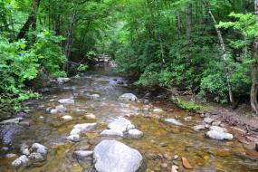 Rocky stream through the forest