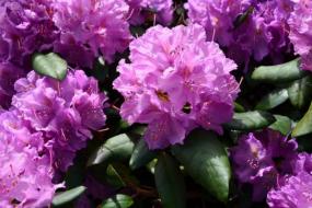 Rhododendron flowers