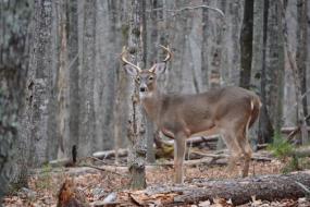 Young white tail buck in the forest