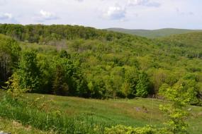 green field surrounded by trees and hills