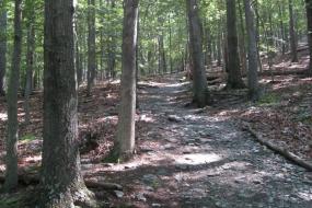 Path through the forest