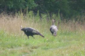 Turkeys in field