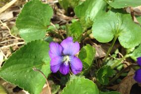 Small violet flower