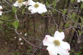 Dogwood flowers and bracts 