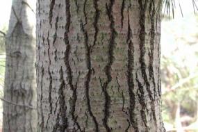 close up of a white poplar tree trunk