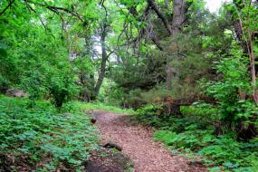 Trail winding under twisted tree branches