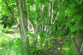 Trail winding through trees