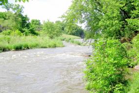 Small rapids in the creek