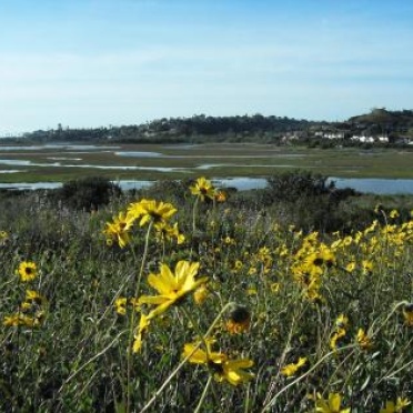 Yellow flowers sway over the San Elijo waterways