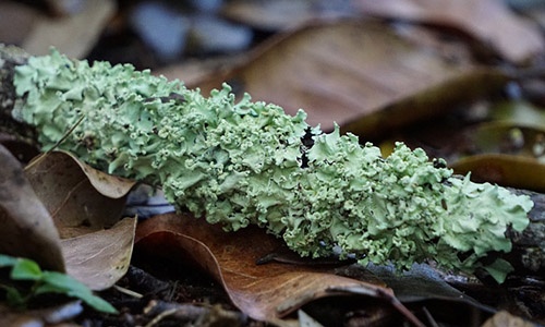 Lichen Header