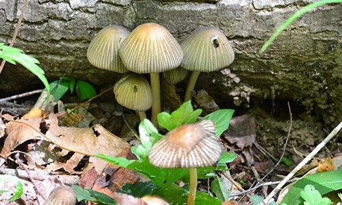 Mushroom Header