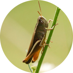 Grasshopper Icon