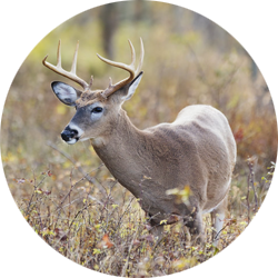 Deer Icon