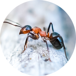 Ant Icon