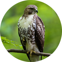 Hawk Icon