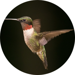 Hummingbird Icon