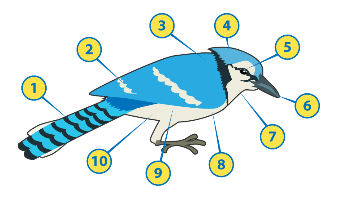 Field Marks Diagram