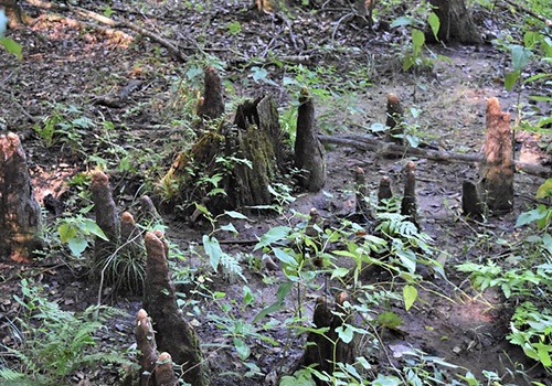 GW Parkway Cypress Knees