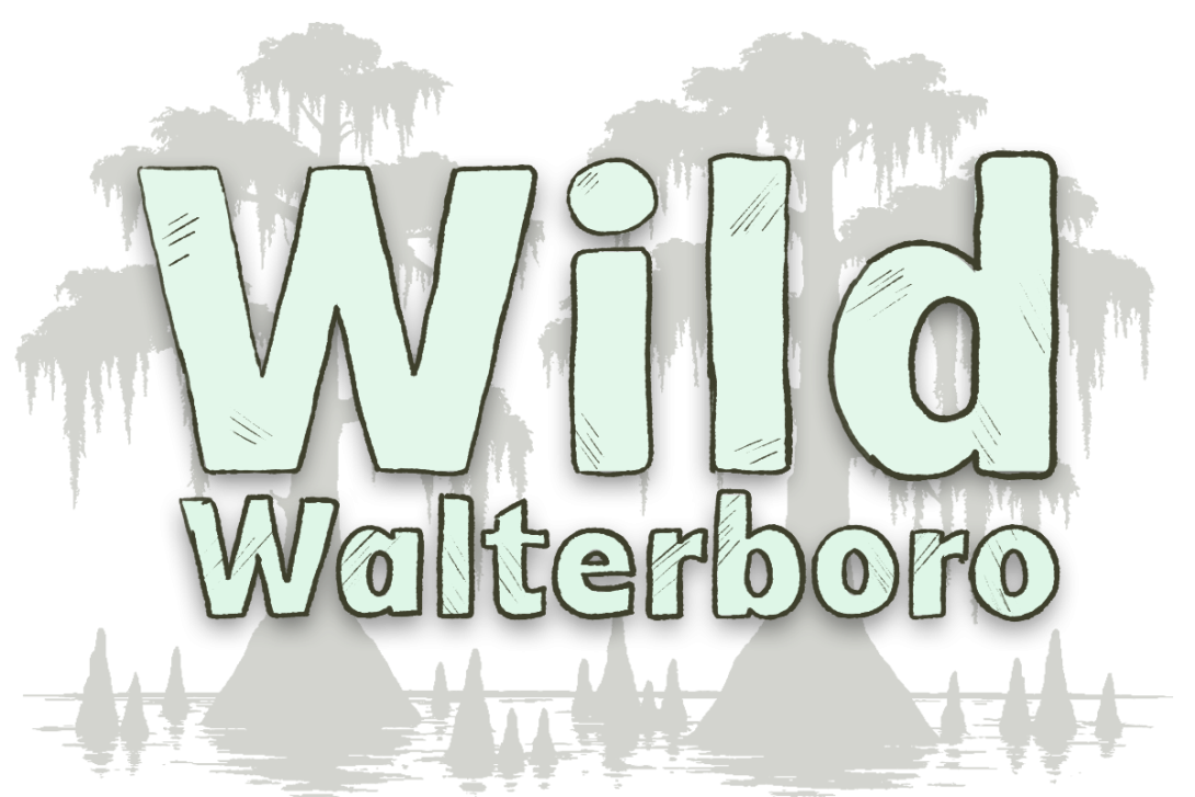 Wild Walterboro